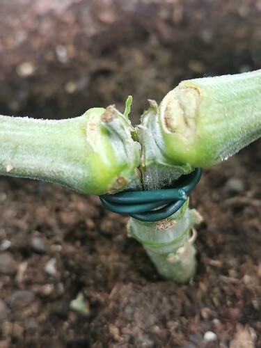 Growreport Bild 24