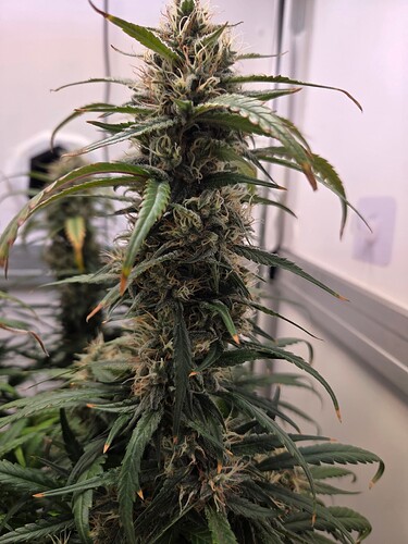 Growreport Bild 8