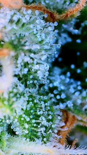 Nahaufnahme von Trichomen auf einer Cannabis-Blüte