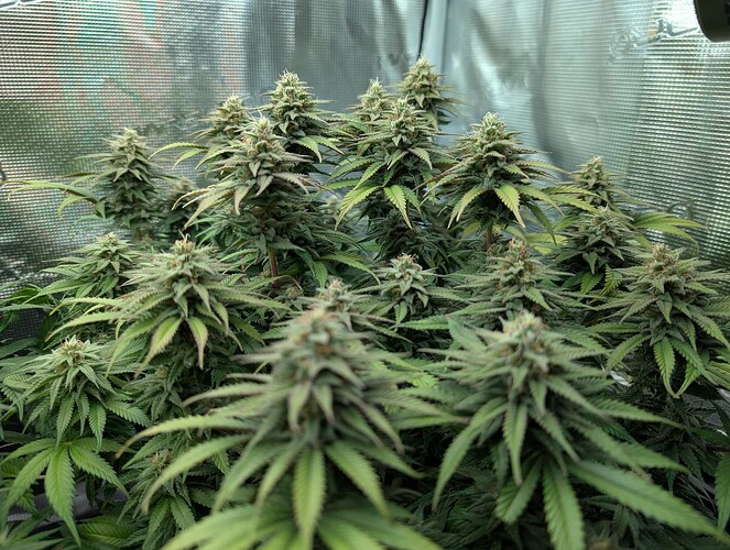Growreport Bild 3
