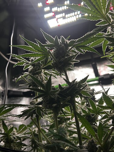 Growreport Bild 7