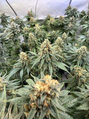 Growreport Bild 34
