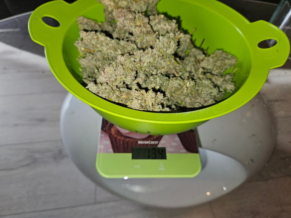 Ernte: BigBudAuto 50x50x140 LED Mars Hydro TS 1000 1 Pflanze x 18 Liter Teku