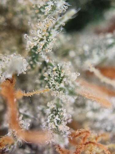 Growreport Bild 17