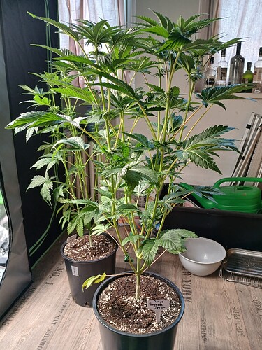 Growreport Bild 4