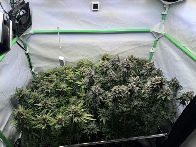 Growreport Bild 65