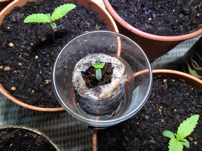 Grow26_0516_1