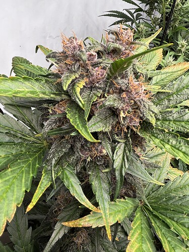 Growreport Bild 62