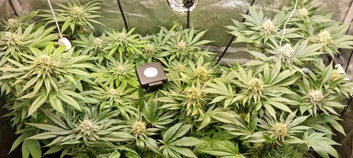 Growreport Bild 33
