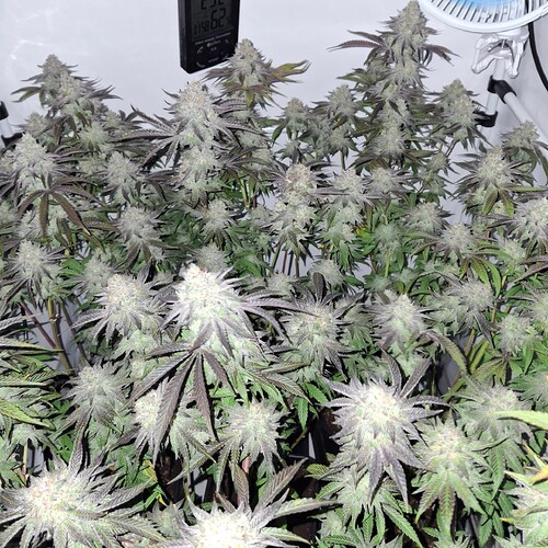 Growreport Bild 23