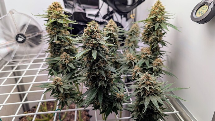 Growreport Bild 30