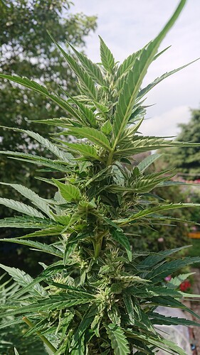 Growreport Bild 21