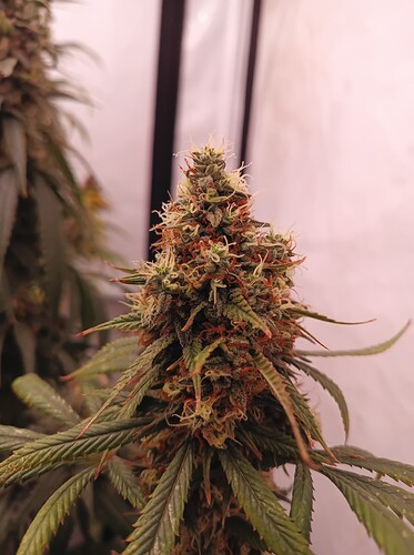 Growreport Bild 8