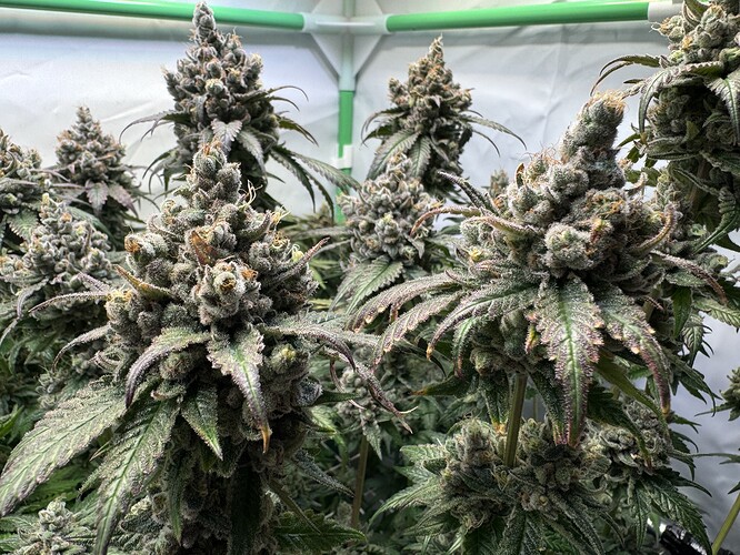 Growreport Bild 33
