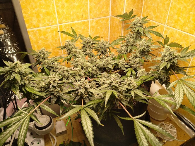 Growreport Bild 6