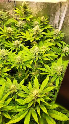 Nahaufnahme von mehreren blühenden Cannabispflanzen in einem Growzelt mit sichtbaren Blütenständen.