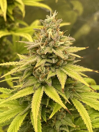 Growreport Bild 7