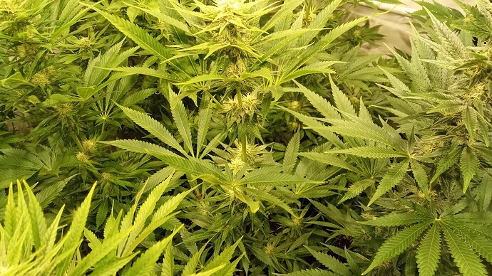 Growreport Bild 48