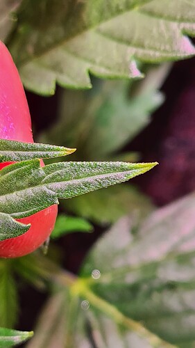 Growreport Bild 14
