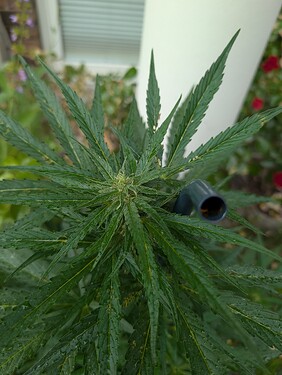 PXL_20250607_161037014