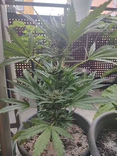 Growreport Bild 4
