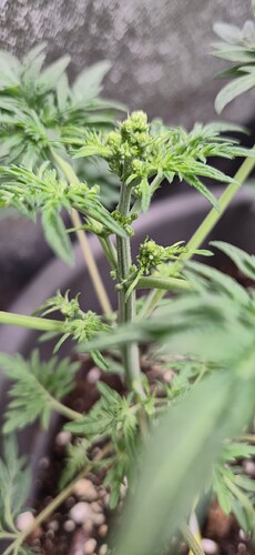 Growreport Bild 3