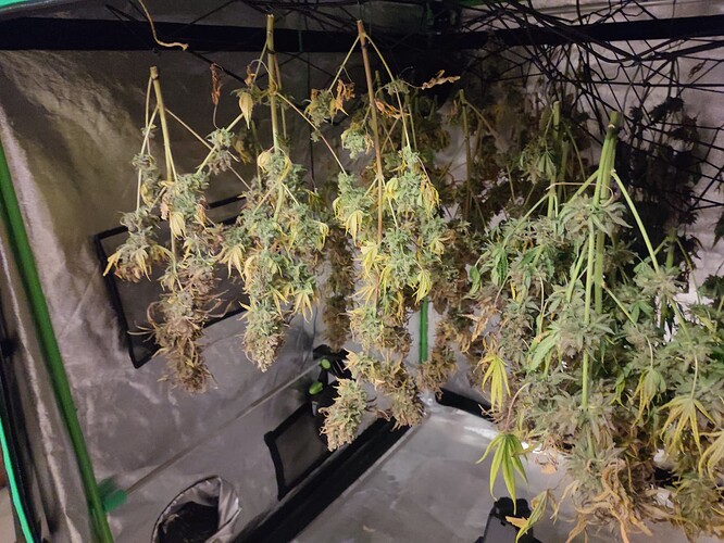 Growreport Bild 151