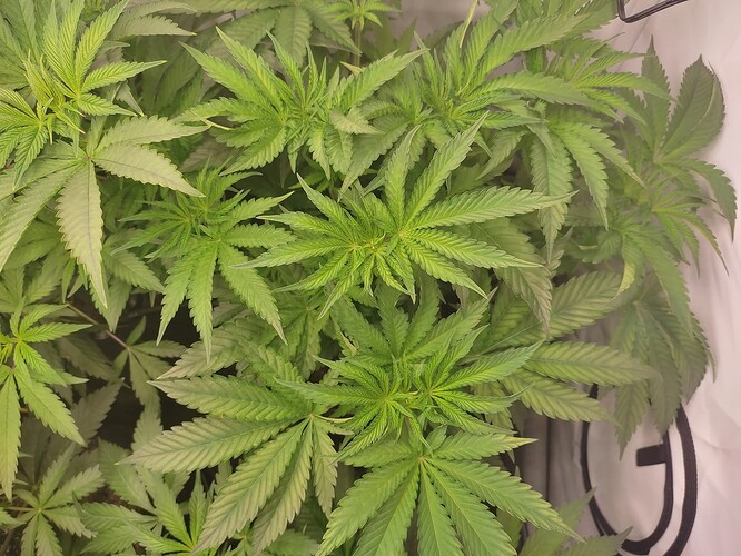 Growreport Bild 19