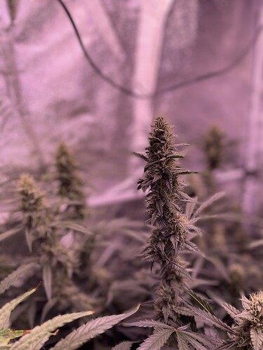 Growreport Bild 5