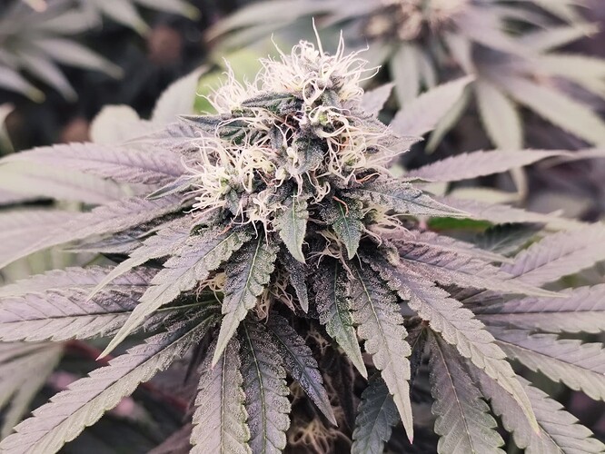 Growreport Bild 6