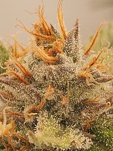 Growreport Bild 3