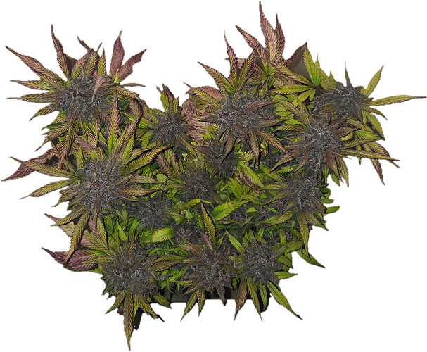 Growreport Bild 6