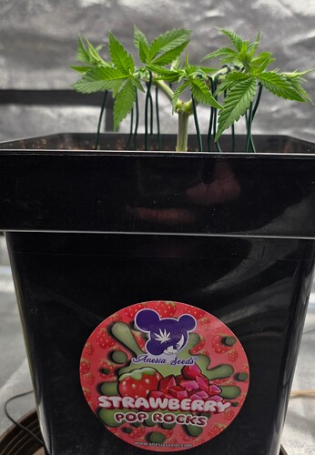 Growreport Bild 5