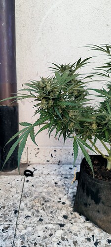 Growreport Bild 4