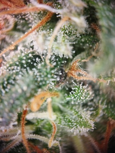 IMG_20250306_203934 - Kopie