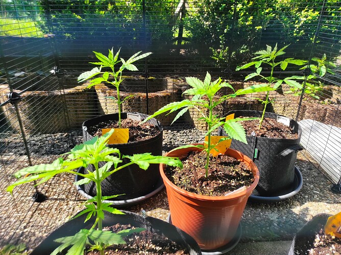 Growreport Bild 1