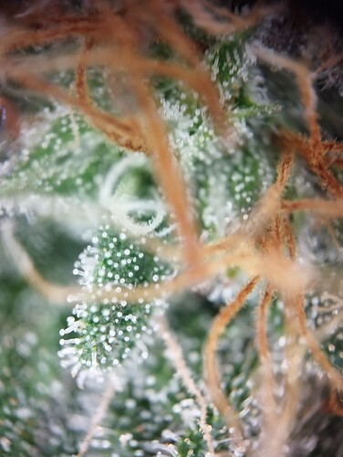 Growreport Bild 58
