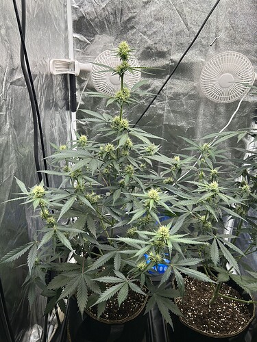 Growreport Bild 6