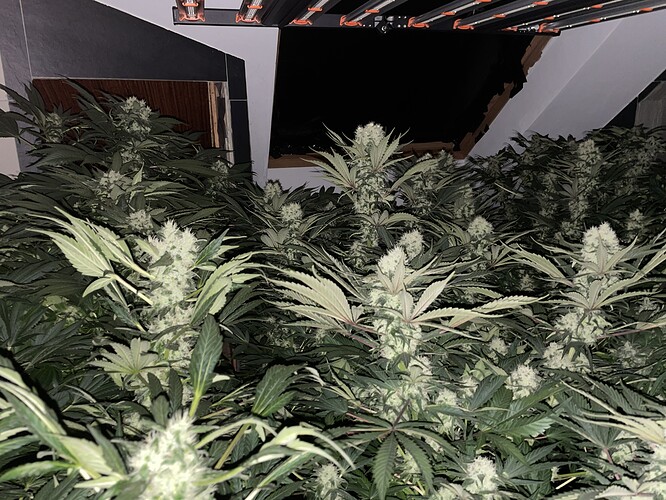 Growreport Bild 2
