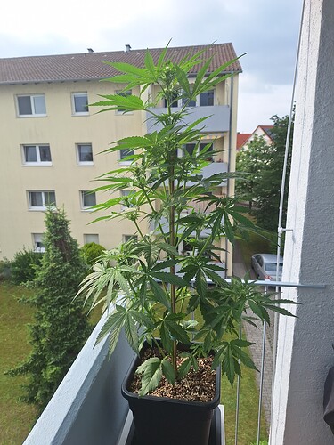 Growreport Bild 13