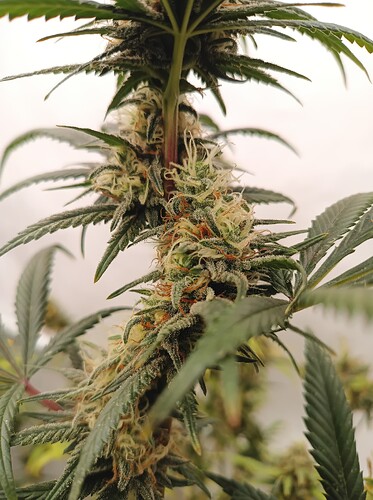 Growreport Bild 45