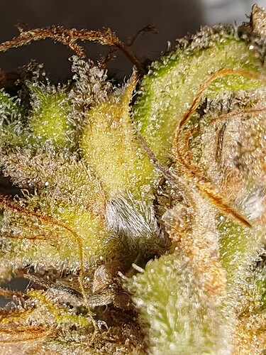 Growreport Bild 42