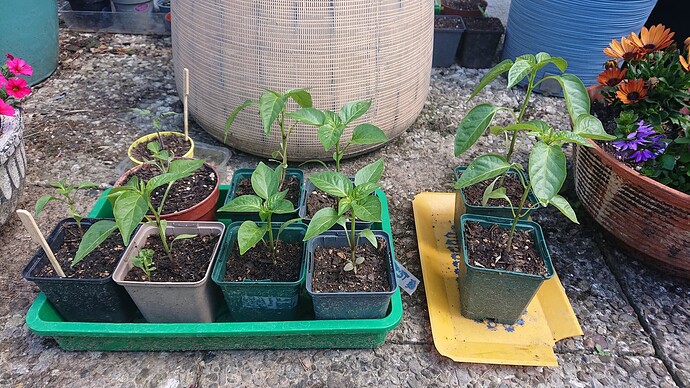 Growreport Bild 7