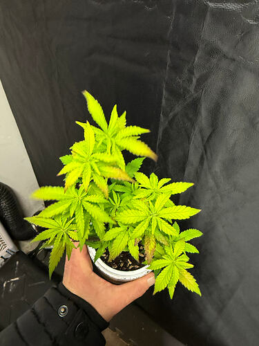 Growreport Bild 28