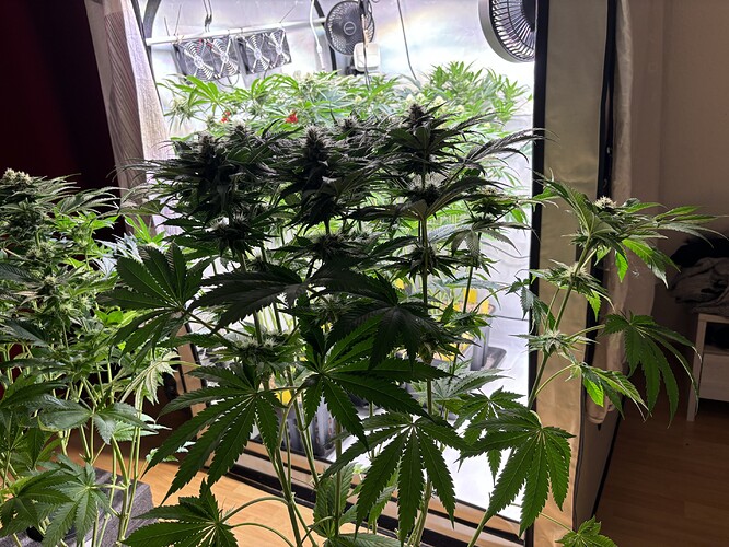 Growreport Bild 50