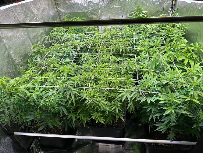 Growreport Bild 73