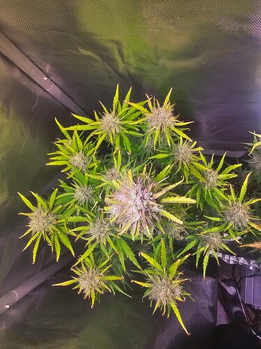 Growreport Bild 25
