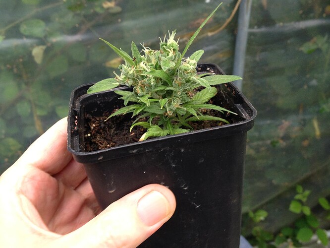 Growreport Bild 25