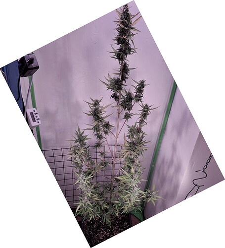 Growreport Bild 235