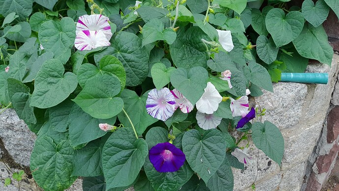 Growreport Bild 43